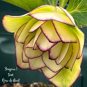 菅原園芸,マイ・クリスマスローズ,tom' world,バルコニー/ベランダの画像