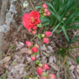 木瓜,赤いお花,天草市,家庭園芸,季節の花便りの画像