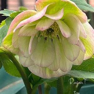 菅原園芸,マイ・クリスマスローズ,tom' world,バルコニー/ベランダの画像