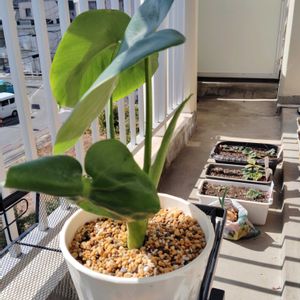 モンステラ,育成ライト,観葉植物,初心者,ダイソー産の画像