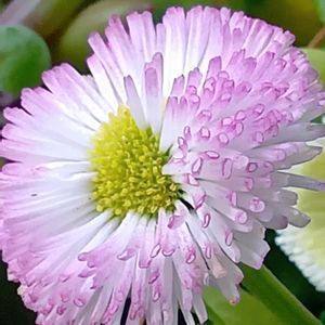 寄せ植え,玄関アプローチの画像