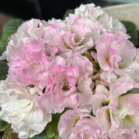 プリムラの画像