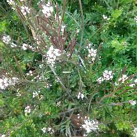 タネツケバナの画像