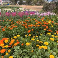 キンギョソウ,キンセンカ,お花畑    ,お花摘み,千倉の花畑の画像