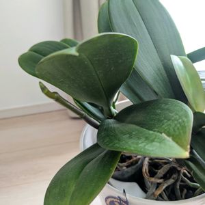 胡蝶蘭,今日の一枚,おうち園芸の画像