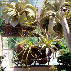 チランジア,チランジア　キセログラフィカの画像