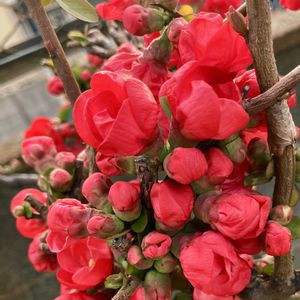 赤い花,お出かけ先の画像