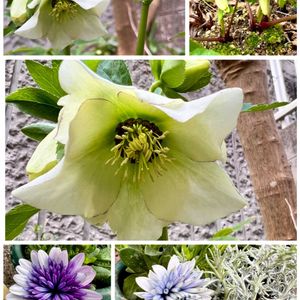 クリスマスローズ,クリスマスローズ,オスぺオスペルマム,オステオ・スペルマム,今日の一枚の画像