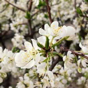 白が好き,お出かけ先の画像