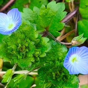 植物園,温室,野草,季節の花,東京の画像