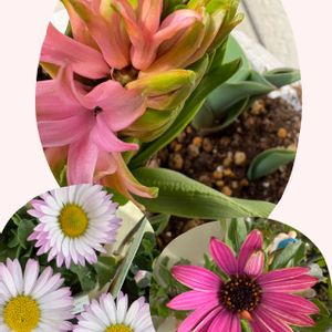 ハイビスカス,ヒヤシンス,ブルーベリー,ビオラ,ビオラの画像