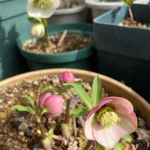 クリスマスローズ,実生の画像