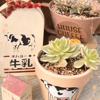 女雛錦,女雛錦,マクス錦,マクス錦,リメ鉢の画像