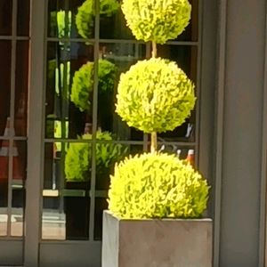 ガジュマル,胡蝶蘭,デンドロビューム,アボカド鉢植え,ベランダの画像