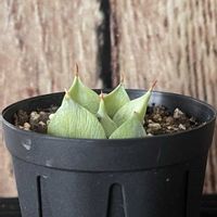 アガベ,アガベ　イシスメンシス　一本棘,アガベ属,アガベとか,おれのアガベの画像