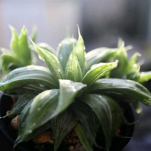 祝宴錦,ハオルチア祝宴錦,多肉植物,ハオルチア属,錦の日の画像