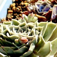 多肉植物,エケベリア属,春の訪れ,GSのみなさんに感謝♡,多肉女子の画像