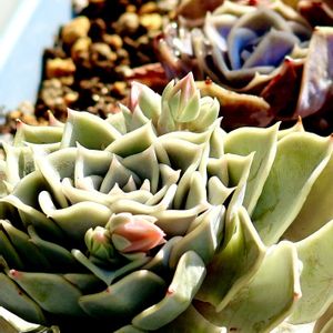 多肉植物,エケベリア属,春の訪れ,GSのみなさんに感謝♡,多肉女子の画像