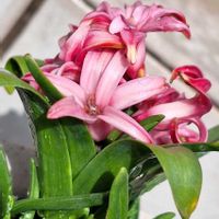 ヒヤシンス,うちの個,チーム冬のヒナタ,ピンクの呼吸法,待つわ♪の画像