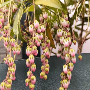 鉢植え,花のある暮らし,私の癒やし,植物のあるくらし,部屋の前の画像