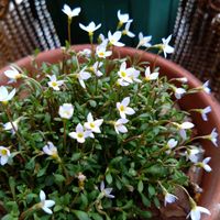 サボテン,ヒナソウ,プリムラジュリアン ゼブラ,トイレ・洗面所の画像