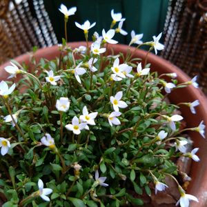 サボテン,ヒナソウ,プリムラジュリアン ゼブラ,トイレ・洗面所の画像