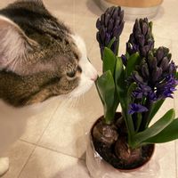 ヒヤシンス,ヒヤシンス,球根,いい香り,紫の花の画像