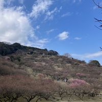 ウメ,ロウバイ,かわいい,ピンクの花,春のお花の画像