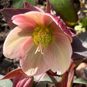 クリスマスローズ,クリスマスローズ・ピンクフロスト,ガーデニング,花のある暮らし,小さな庭の画像