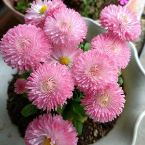 デージー,鉢植え,ステキ☆,綺麗,嬉しいの画像