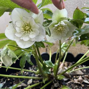 クリスマスローズ,シクラメン,小さな花壇,庭の画像
