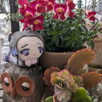 キンギョソウ,胡蝶の舞,多肉植物,多肉寄せ植え,花のある暮らしの画像