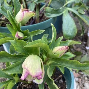 クリスマスローズ,鉢植え,花のある暮らし,猫のいる暮らし,小さな庭の画像