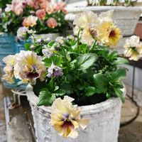 パンジー,パンジー フェデネージュ,フェデネージュ 積みわら,フェデネージュ 積みわら,フェデネージュ 積みわらの画像