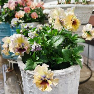 パンジー,パンジー フェデネージュ,フェデネージュ 積みわら,フェデネージュ 積みわら,フェデネージュ 積みわらの画像