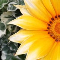 ガザニア,超大輪・ガザニア,イエロー,大好きな花,シルエット❤︎の画像