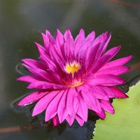 熱帯スイレン,熱帯スイレン,熱帯睡蓮　ブルズアイ,熱帯睡蓮　ブルズアイ,温室の画像