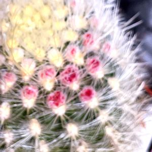 サボテンに蕾が,買ってから5年､初めてです,細い長い棘？名前は分かりません,ベランダの画像