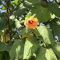 ヤシの木,オオハマボウの画像