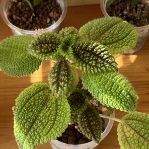 ピレア,ピレア,観葉植物,ハイドロカルチャー,室内管理の画像