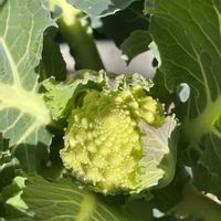 ロマネスコ,プランター野菜,いつまでも初心者,育てて食べる,おうちde菜園の画像