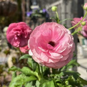 ラナンキュラス,ラナンキュラス　ラックス,ラナンキュラス ランドセル,小さな花壇の画像