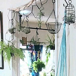 チランジア,テクトラム,チランジア テクトラムの画像