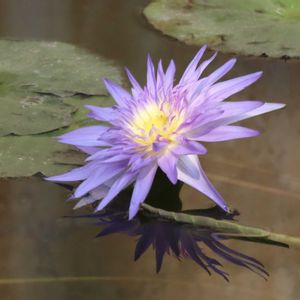 熱帯スイレン,熱帯スイレン,温室,スイレン科,神代植物公園の画像