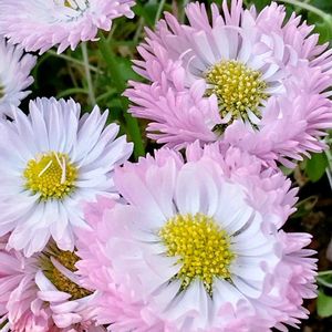 サクラソウ,デージー,室内,花のある暮らし♡,風除室の画像