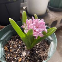 ヒヤシンス,プリムラ,リンドウ,ベランダの画像