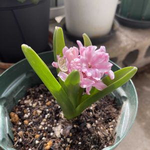 ヒヤシンス,プリムラ,リンドウ,ベランダの画像