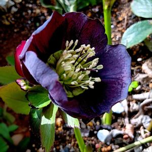 クリスマスローズ,クリスマスローズ   シングル,レンテン・ローズ,実生,種からの画像