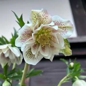 クリスマスローズ,クリスマスローズ エレガンスホワイト,花のある暮らし,玄関前,寒波に負けるな！の画像