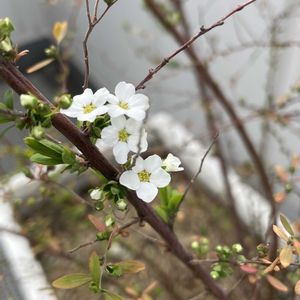 ユキヤナギ,ベランダの画像